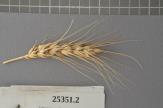 Click for 1 image(s) for this accession. Spike